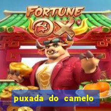 puxada do camelo no jogo do bicho